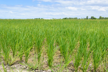 Obraz premium Rice Sprout in Rice field.Rice seedlings green background