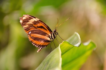 Obraz premium Papillon orange