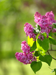 Branch blossoming lilac