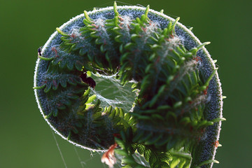macro fern green background