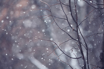 background macro tree winter