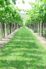 Fototapeta na wymiar rows of vines in the Italian hills