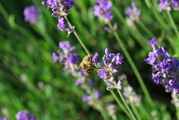 Lawenda i pszczoła 2 - obrazy, fototapety, plakaty