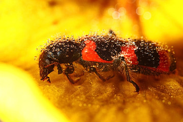 macro beetle on a flower firefighter