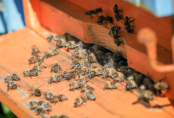 Fototapety na wymiar - Fototapeta24.pl