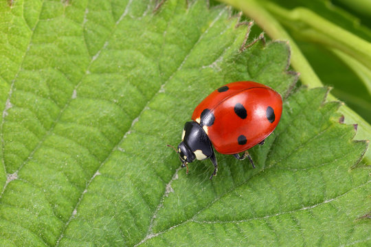 Ladybug on leaf