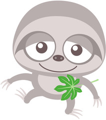 Cute baby sloth walking unsteadily and holding a cecropia leaf