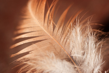 Closeup of feather with brown tones
