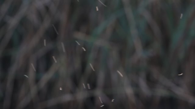 Flock of midges Outdoors. Nature sound