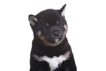 shiba inu puppy white background