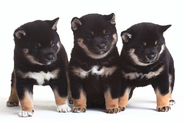 group of puppies on a white background