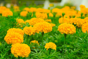 Flower and thai flower