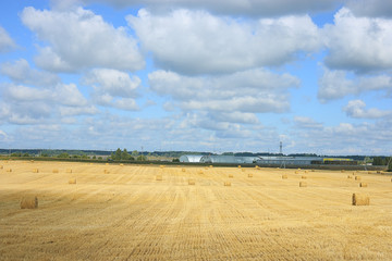 field landscape Indian summer grain harvest expanse