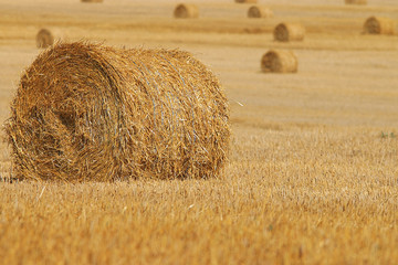 field landscape Indian summer grain harvest expanse
