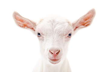 Portrait of a white little goat closeup © sonsedskaya