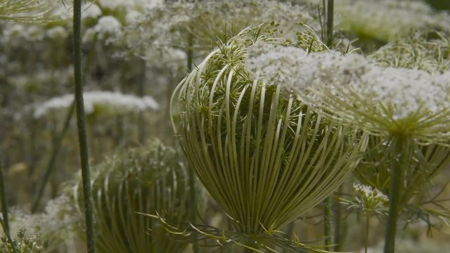 Wild carrot or Daucus carota