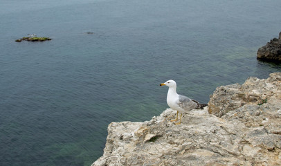 Fototapeta na wymiar Gull on a rocky seashore