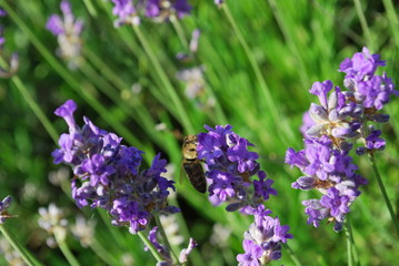Pszczoła na lawendzie