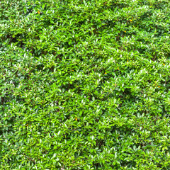 Green leaves wall background and leaves texture