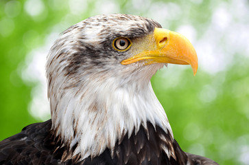 Bald Eagle - Haliaeetus leucocephalus 