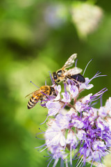 Bee on the phacelia flower