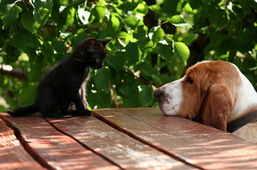 Dog and cat - 86104449