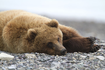 Fototapeta premium Portrait of wild brown bear in its habitat