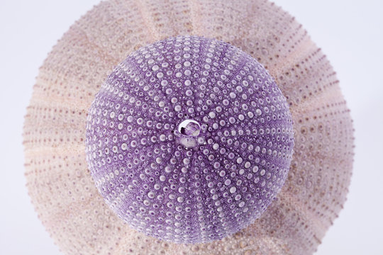  skeletons of sea shell violet  echinoidea isolated on white background