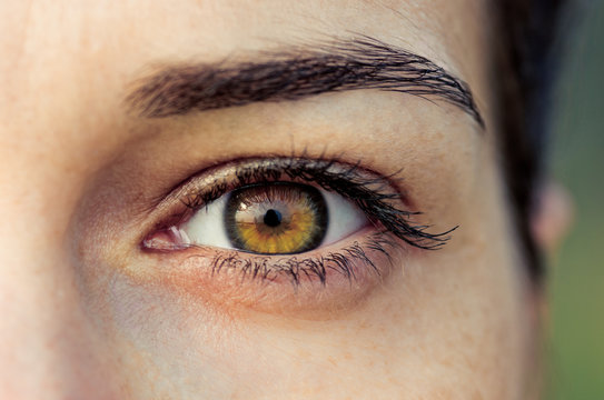 Brown female eye