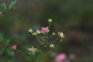 beautiful pink flower bud on blur background