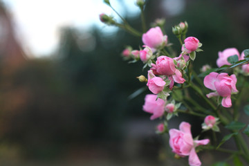 beautiful pink flower buds on blur background