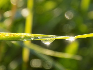 Drops on grass blade