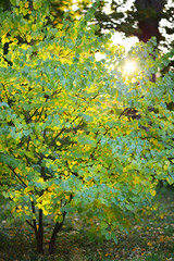 Tree with green and yellow leaves