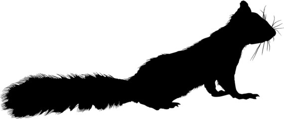 squirrel isolated on white © Alexander Potapov