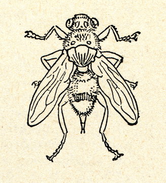 Botfly