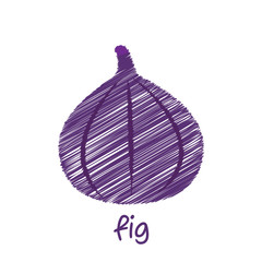 fig fruit, sketch design vector
