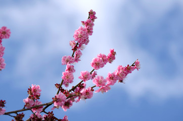 青空と紅梅