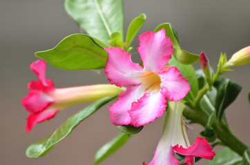 Fototapeta premium Adenium obesum