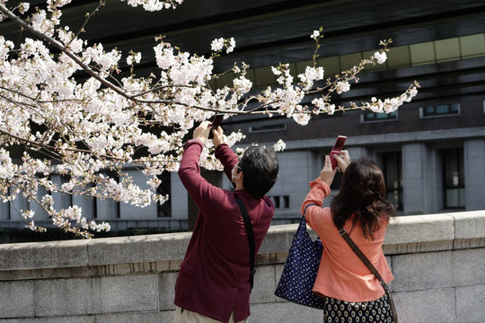 桜の花を撮影する人