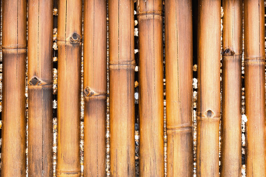 Sand, shells and corals are caught between the old bamboo branches. Old wet bamboo wall for background