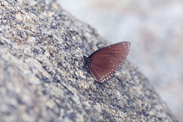 Butterfly on a rock close-up