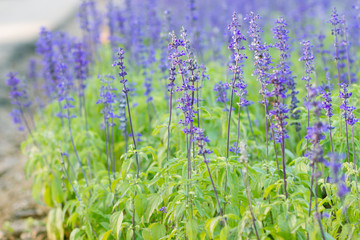 Obraz premium Beautiful spring background with Salvia farinacea Benth.