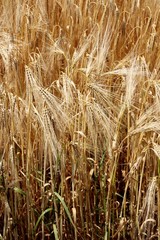 Champs de céréales