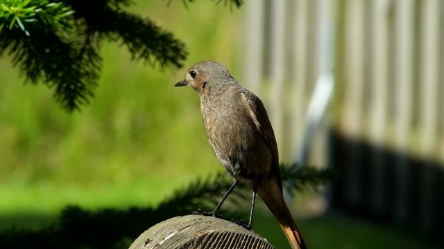 Hausrotschwanz, (Phoenicurus ochruros) , Weibchen, Female, black redstart