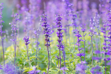 Beautiful spring background with Salvia farinacea Benth.