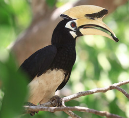 bird with a large beak