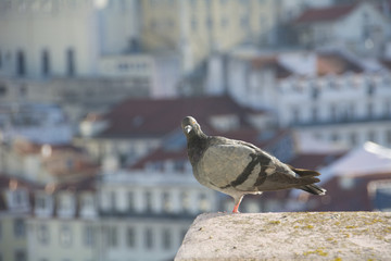 Pidgeon on a Rooftop
