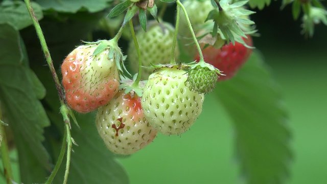 Strawberry fruits hanging on strawberry plant