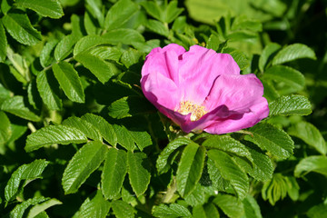 The blossoming dogrose wrinkled (a rose wrinkled) (Rosa rugosa L