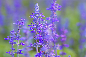 Beautiful spring background with Salvia farinacea Benth.